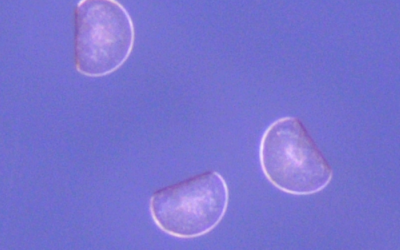 Datos históricos de larvas de mexillón