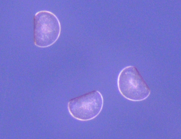 Datos históricos de larvas de mexillón