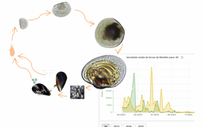 Novo visor de datos: Estado e evolución temporal da concentración de larvas de mexillón
